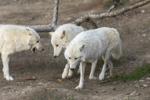 Three Hudson Bay wolves (Canis lupus hudsonicus) walking over a dry forest floor. Some logs in the