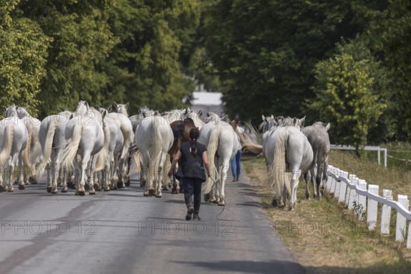 Kladruber horse, mares, walking to the stable. National Stud Farm Kladruby nad Labem