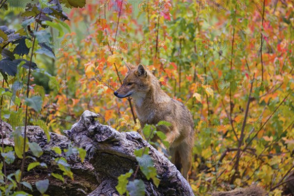One golden jackal (Canis aureus) stands on a fallen tree trunk. Behind him is a tree in intense
