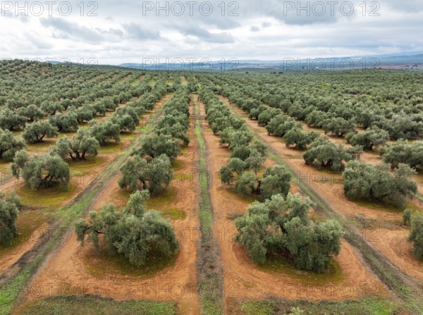 Cultivated olive trees (Olea europaea). Aerial view. Drone shot. Jaén province, Andalusia, Spain,