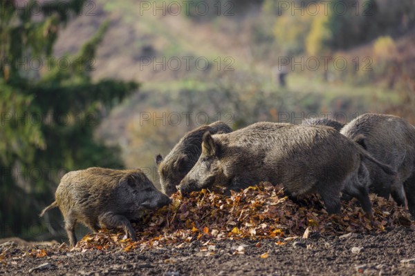 Group of wild boar or wild pig (Sus scrofa) stand on a clearing in a pile of leaves, eating them
