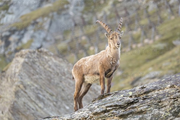 One young adult male ibex (Capra ibex) standing on rocks, side portrait with late light. Avalanche
