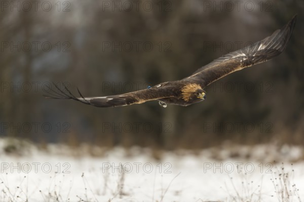 One golden eagle (Aquila chrysaetos) flying over a snowy meadow. A forest in the background.
