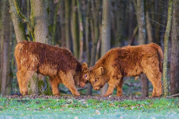 Two Highland calves (Bos (primigenius) taurus) playfighting