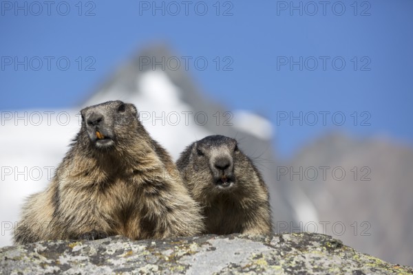 Two adult Alpine Marmot, Marmota marmota, sitting in front of the Grossglockner mountain in bright