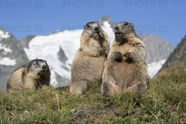Three adult Alpine Marmot, Marmota marmota, sitting in front of the Grossglockner mountain in