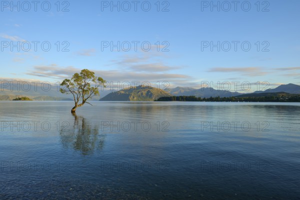 A solitary tree in the lake with blue dawn and mountain landscape, summer, Lake Wanaka, Wanaka,