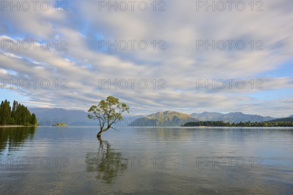 A tree stands in a calm lake with mountains in the background and cloud patterns in the sky,