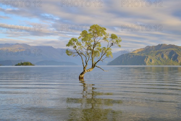 Single tree reflected in the calm waters of a lake, surrounded by mountains, summer, Lake Wanaka,