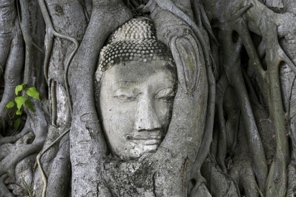 Sandstone Buddha head at the foot of a Bodhi tree in Wat Mahathat, Temple of the Great and Holy