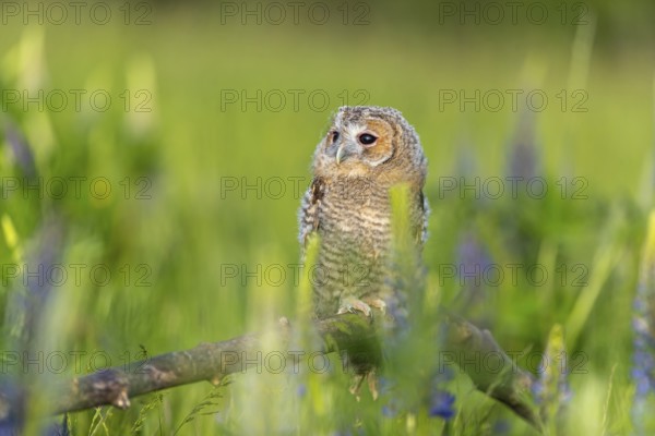One young Ural owl (Strix uralensis) sitting on a branch lying in a field of flowering lupines in