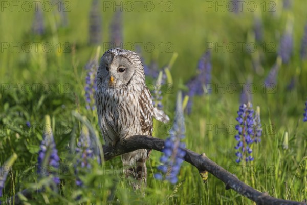 One Ural owl (Strix uralensis) sitting on a branch lying in a field of flowering lupines in late