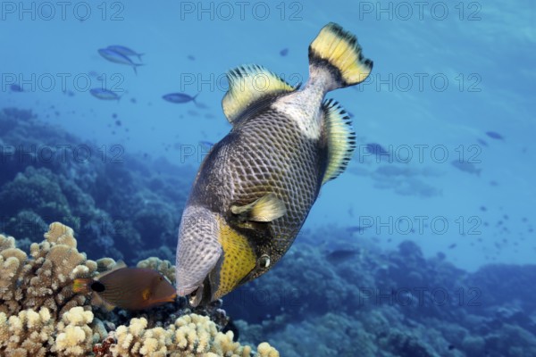 Giant triggerfish (Balistoides viridescens) and orange stripe triggerfish, (Balistapus undulatus),