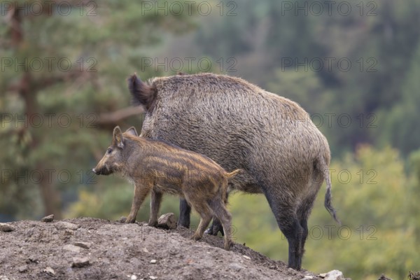 An adult female wild boar (Sus scrofa)and a piglet stand side by side on a small hill. A forest can