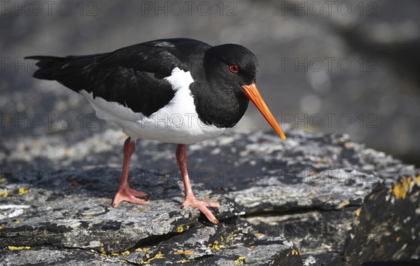 Oystercatcher, (Haematopus ostralegus) on a rock on the coast of Norway