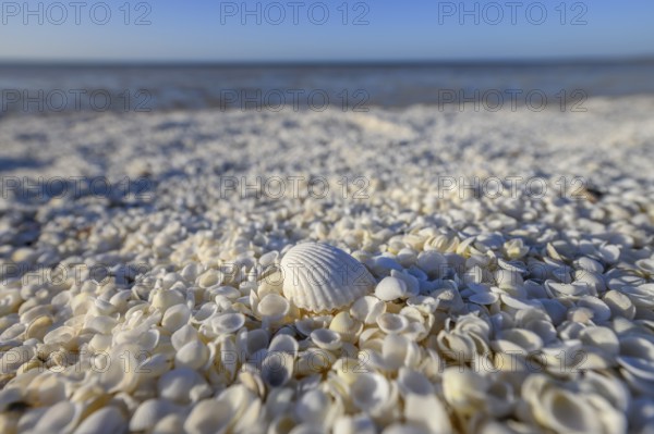 Millions of cockles (Fragum erugatum) at Shell Beach, Hamelin Pool, Shire of Shark Bay, Western