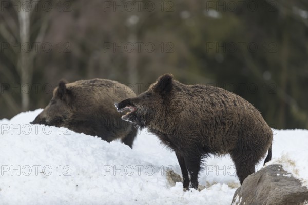 Wild boar or wild pig (Sus scrofa), with open snout, standing on snowy ground, trees in the