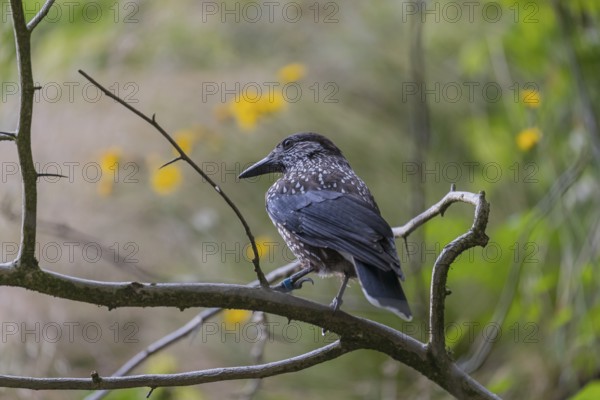 One spotted nutcracker or Eurasian nutcracker (Nucifraga caryocatactes) sitting on a twig. Green