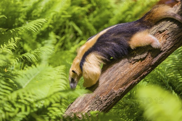 A southern tamandua (Tamandua tetradactyla), climbs down a tree in a forest