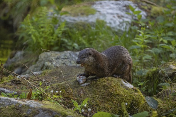 One Eurasian otter (Lutra lutra), sitting on a mossy rock and eating a fresh caught fish