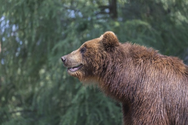 One Kamchatka brown bear (Ursus arctos piscator), portrait