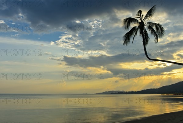 Silhouette of a coconut palm backlit against a colourful sky during a tropical sunset, Koh Samui,