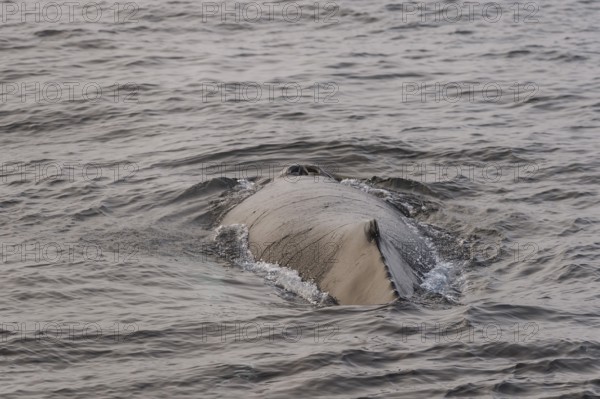 Humpback whale (Megaptera novaeangliae), Barents Sea, Northeast Land, Svalbard and Jan Mayen