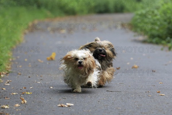 Lhasa Apso, Lhasa terrier, lion dog, Tibet, running