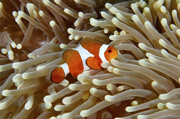An Ocellaris Clownfish (Amphiprion ocellaris) swimming in the tentacles of a light-coloured sea