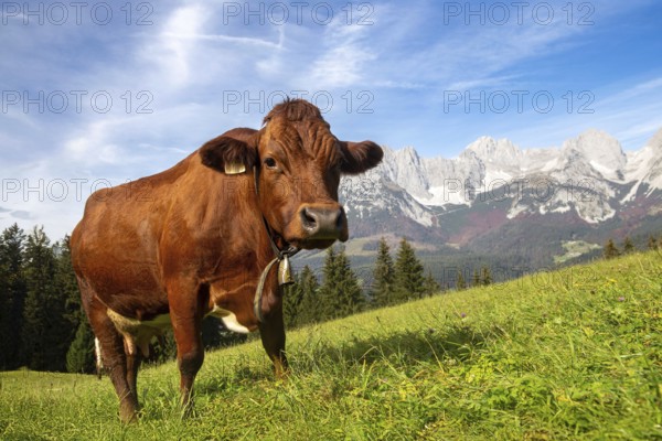 Cow on a mountain pasture near Going, Tyrol. The Wilder Kaiser massif can be seen in the background