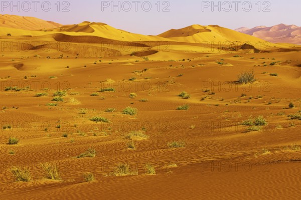 Wind-sculpted curved sand dunes, in front of a sandy area with green vegetation, in the Rub al