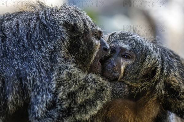 Monk monkeys (Pithecia monachus), male and female, captive, Baden-Württemberg, Germany, Europe