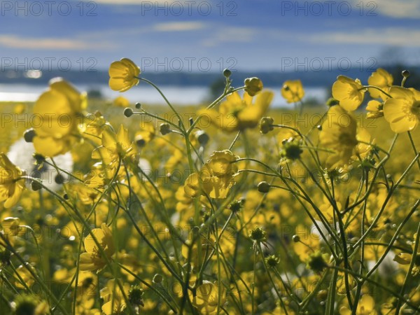 Flower meadow, buttercup, buttercup (Ranunculus acris), behind Lake Starnberg, Bavaria, Germany,