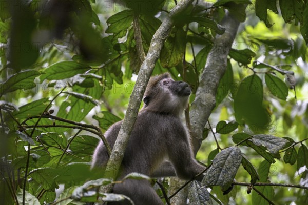 Olive mangabey (Cercocebus agilis) near the Baï-Hokou, Dzanga-Ndoki National Park, Unesco World