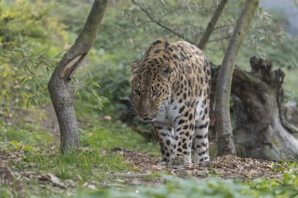 One Amur leopard (Panthera pardus orientalis) walking through green vegetation