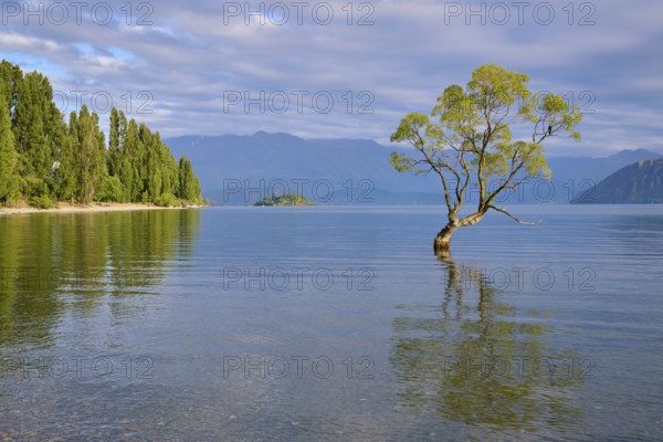 A tree on the lakeshore with a clear reflection in the water, surrounded by mountains and forest,