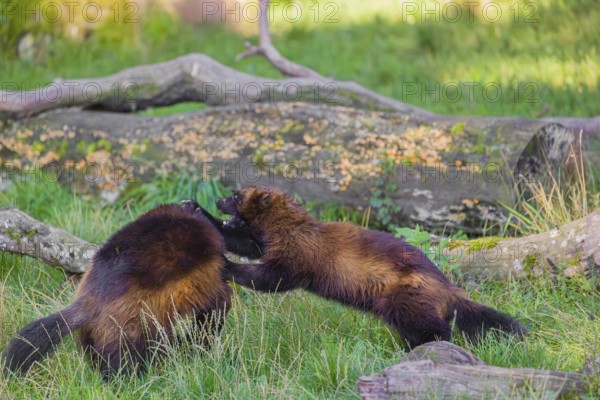 Two wolverine (Gulo gulo) fight each other on a green meadow at a forest edge