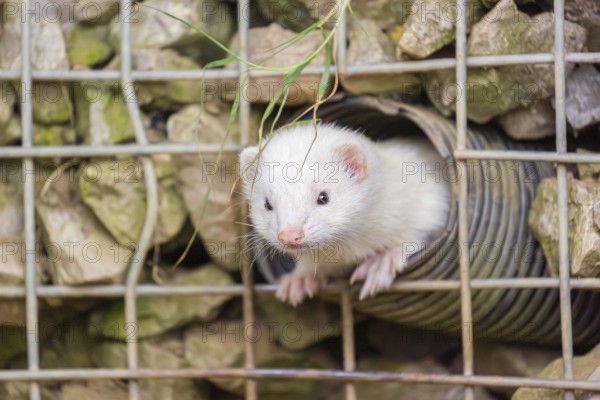 A female ferret (Mustela putorius furo) looks out of a tube