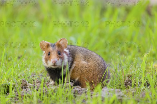 A European hamster (Cricetus cricetus), Eurasian hamster, black-bellied hamster or common hamster,