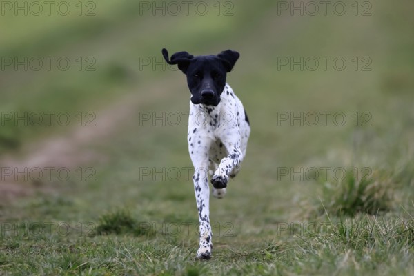 German Shorthair, (Canis lupus familiaris), adult, male, male, running, pointing dogs, Rhineland