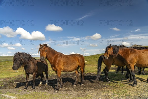 Horses on Dartmoor, Devon, England, Great Britain