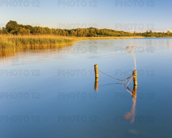 Evening mood at the Schaalsee, wooden post in the water, Zarrentin am Schaalsee, Schaalsee