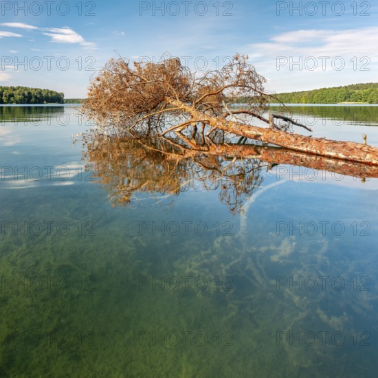 A fallen tree lies in the Stechlin, Großer Stechlinsee, clear water lake, view through the clear