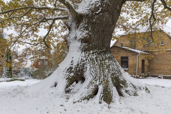 Huge tree trunk of the natural monument Müllereiche in the snow, old oak (quercus), Klütz,
