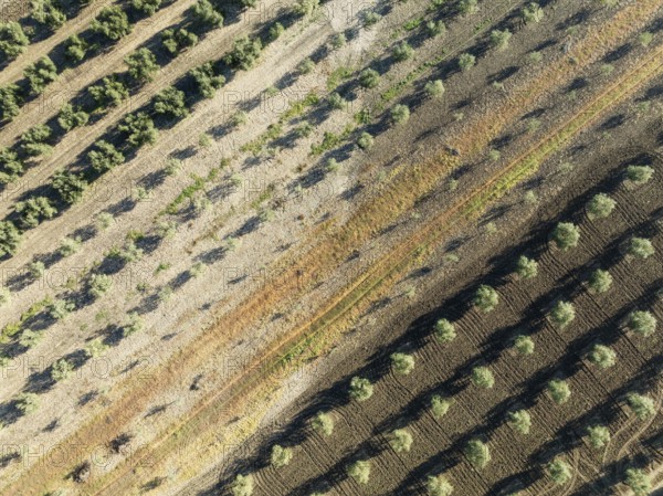 Cultivated olive trees (Olea europaea). Aerial view. Drone shot. Córdoba province, Andalusia,