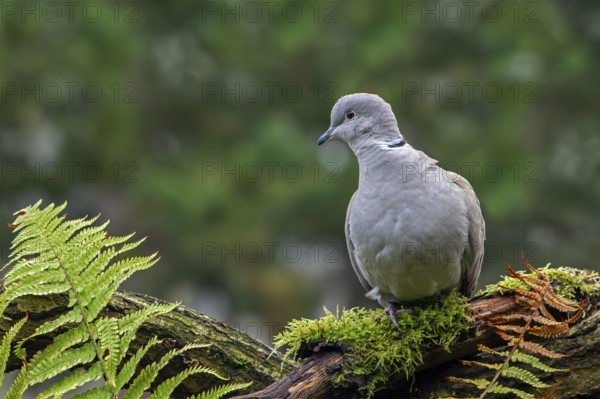 Eurasian collared dove (Streptopelia decaocto) adult perched on tree stump
