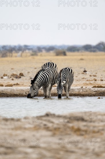 Plains zebra (Equus quagga), two zebras drinking at a waterhole, Nxai Pan National Park, Botswana,
