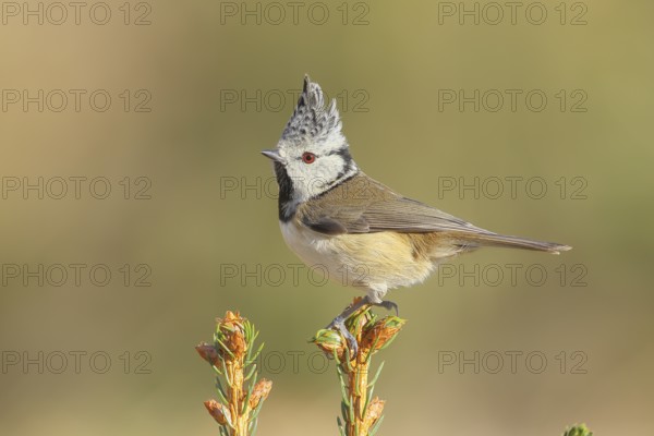 Crested Tit (Parus Scalloped ribbonfish) sitting on a spruce top, Wildlife, Animals, Birds,