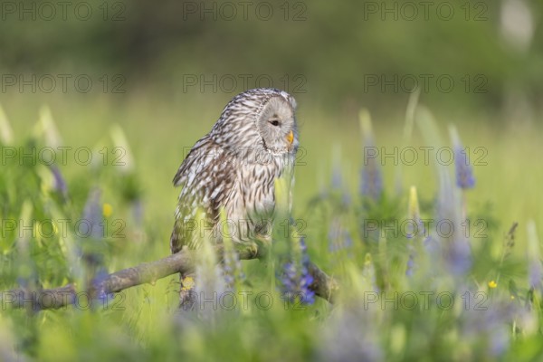 One Ural owl (Strix uralensis) sitting on a branch lying in a field of flowering lupines in late