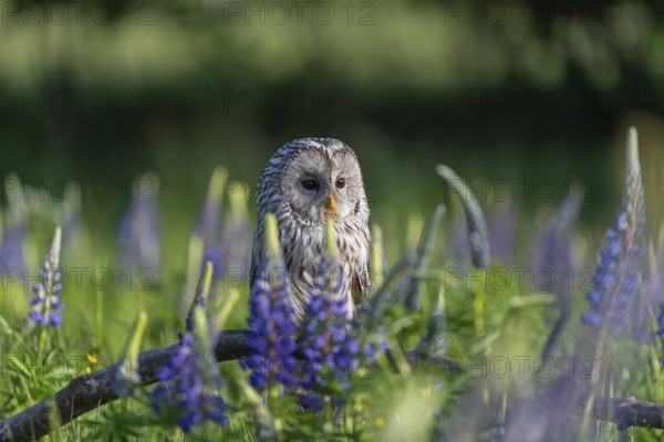 One Ural owl (Strix uralensis) sitting on a branch lying in a field of flowering lupines in late